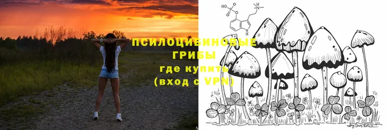 где продают   Узловая  Галлюциногенные грибы Psilocybine cubensis 